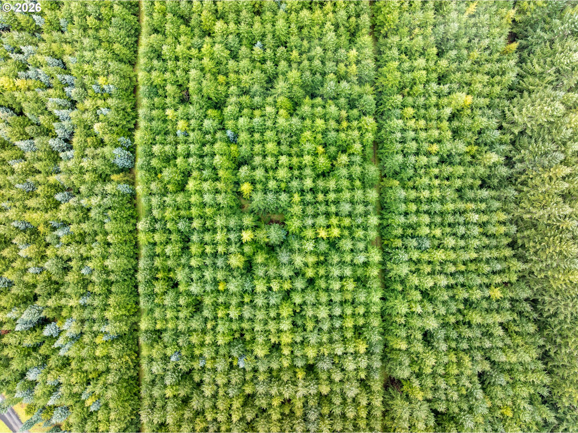 76382 Delena Mayger Road Rainier, OR 97048 - Photo 11 of 36 a close up of a plant