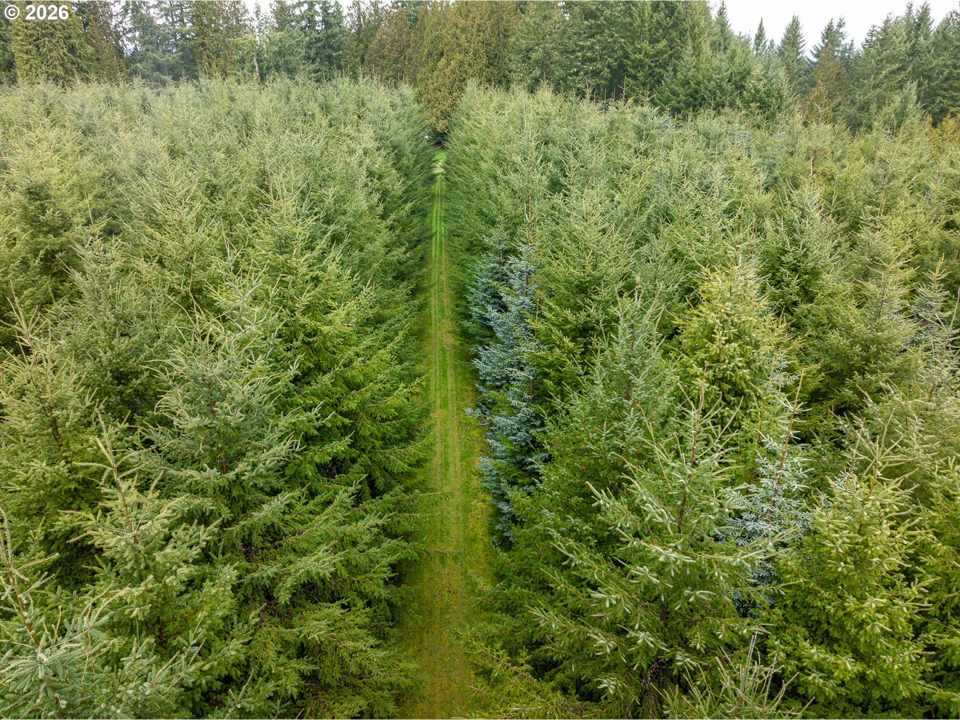 76382 Delena Mayger Road Rainier, OR 97048 - Photo 12 of 36 a view of a lush green forest with large trees
