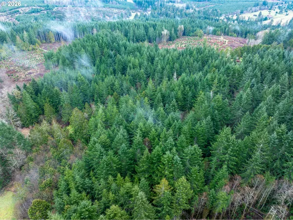 a view of a lush green forest with lots of trees