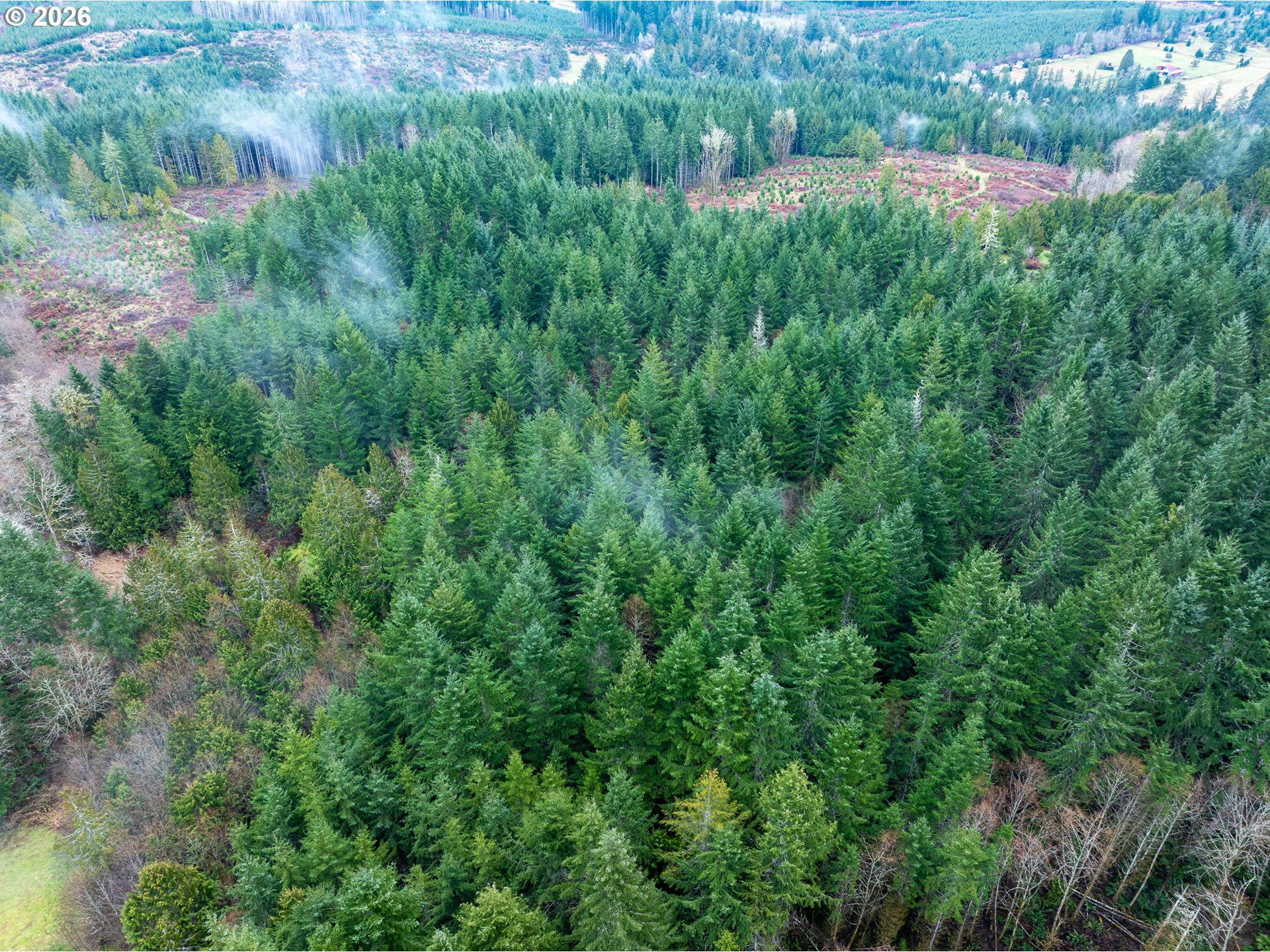 76382 Delena Mayger Road Rainier, OR 97048 - Photo 4 of 36 a view of a lush green forest with lots of trees