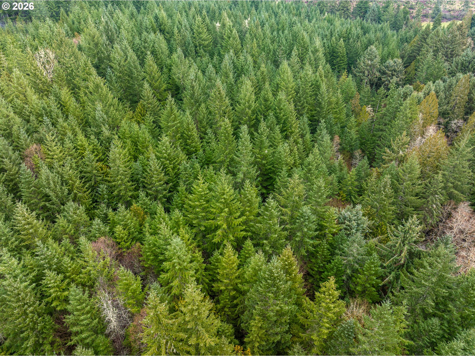 76382 Delena Mayger Road Rainier, OR 97048 - Photo 5 of 36 a view of a lush green forest