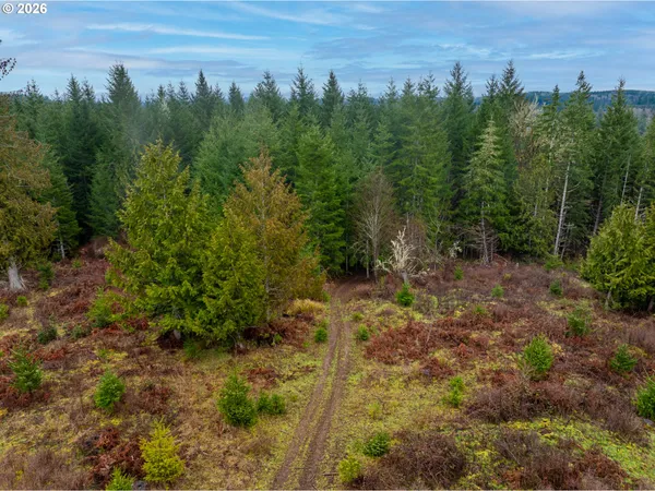 a view of a lush green forest with lots of trees