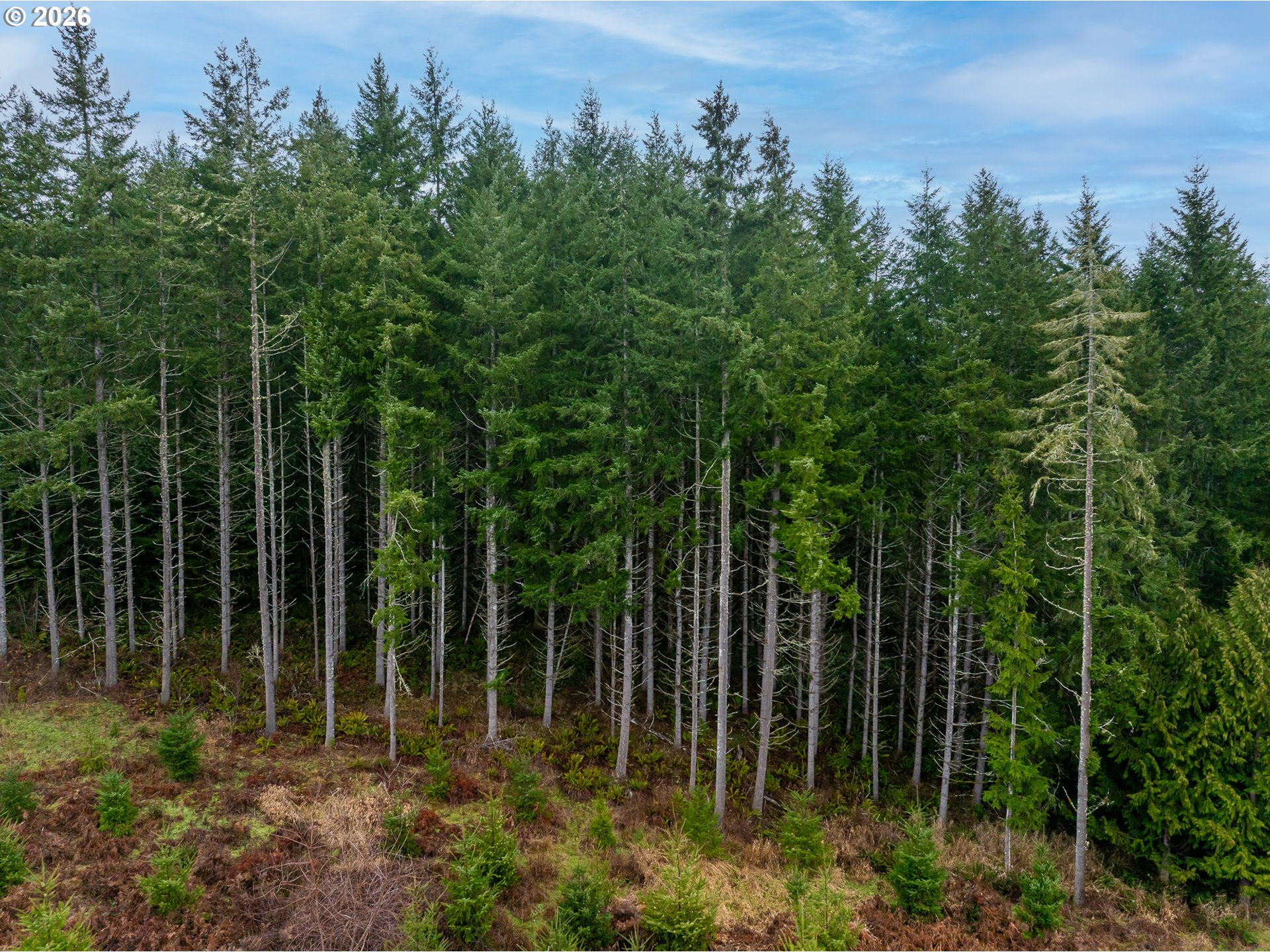 76382 Delena Mayger Road Rainier, OR 97048 - Photo 7 of 36 a view of backyard with green space