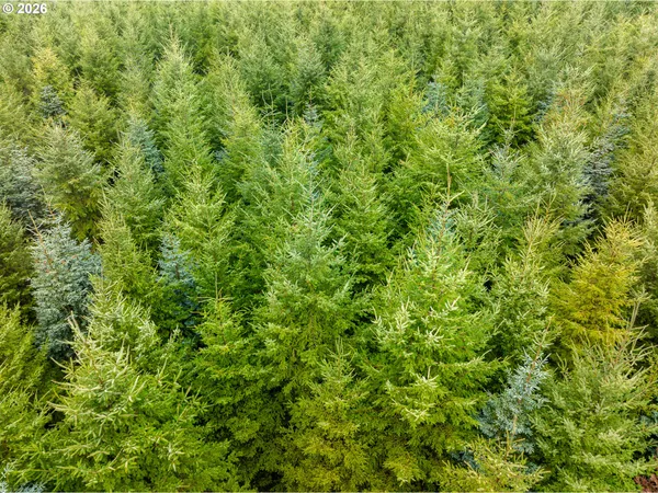 a view of a lush green forest with large trees