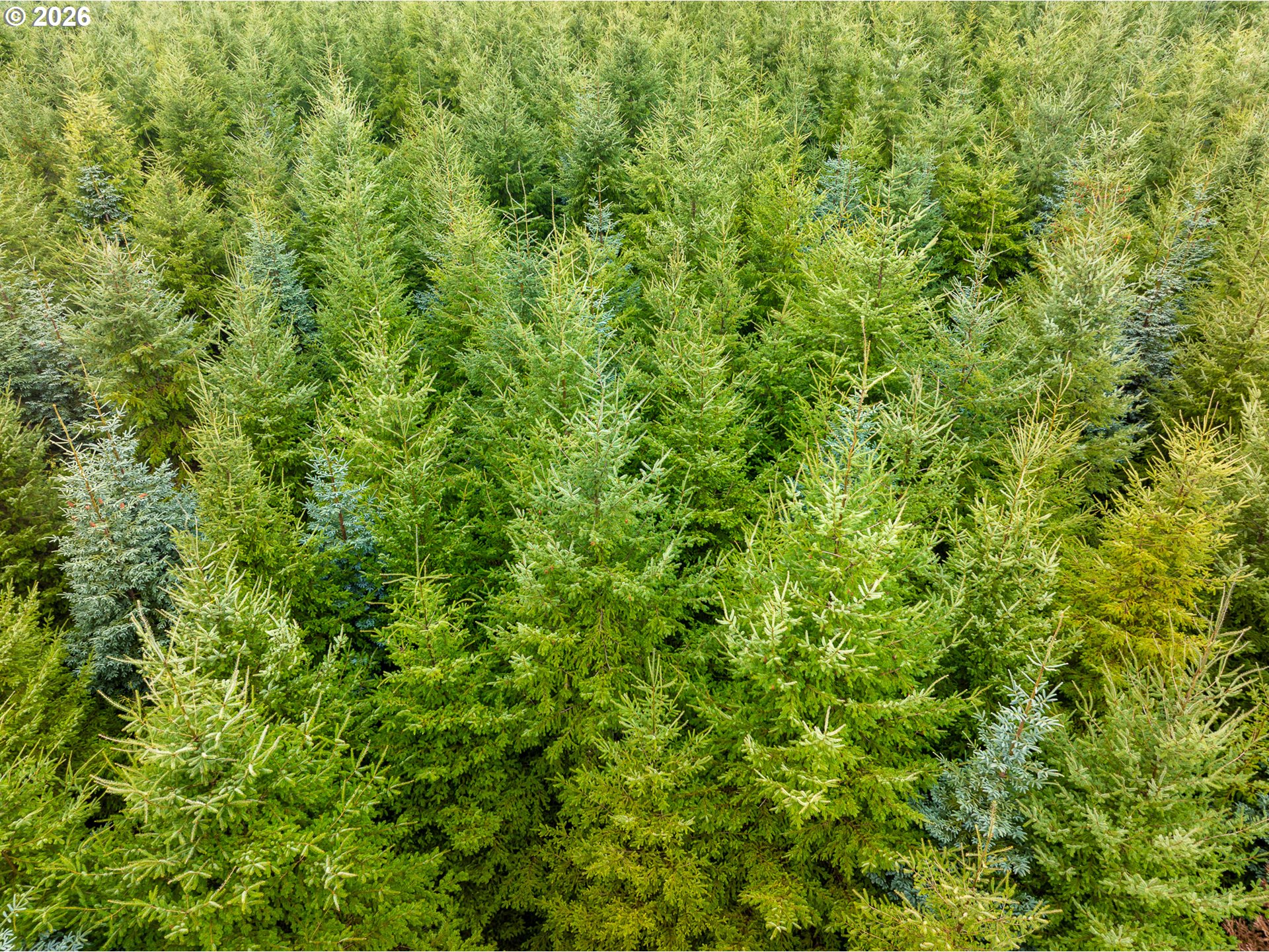 76382 Delena Mayger Road Rainier, OR 97048 - Photo 9 of 36