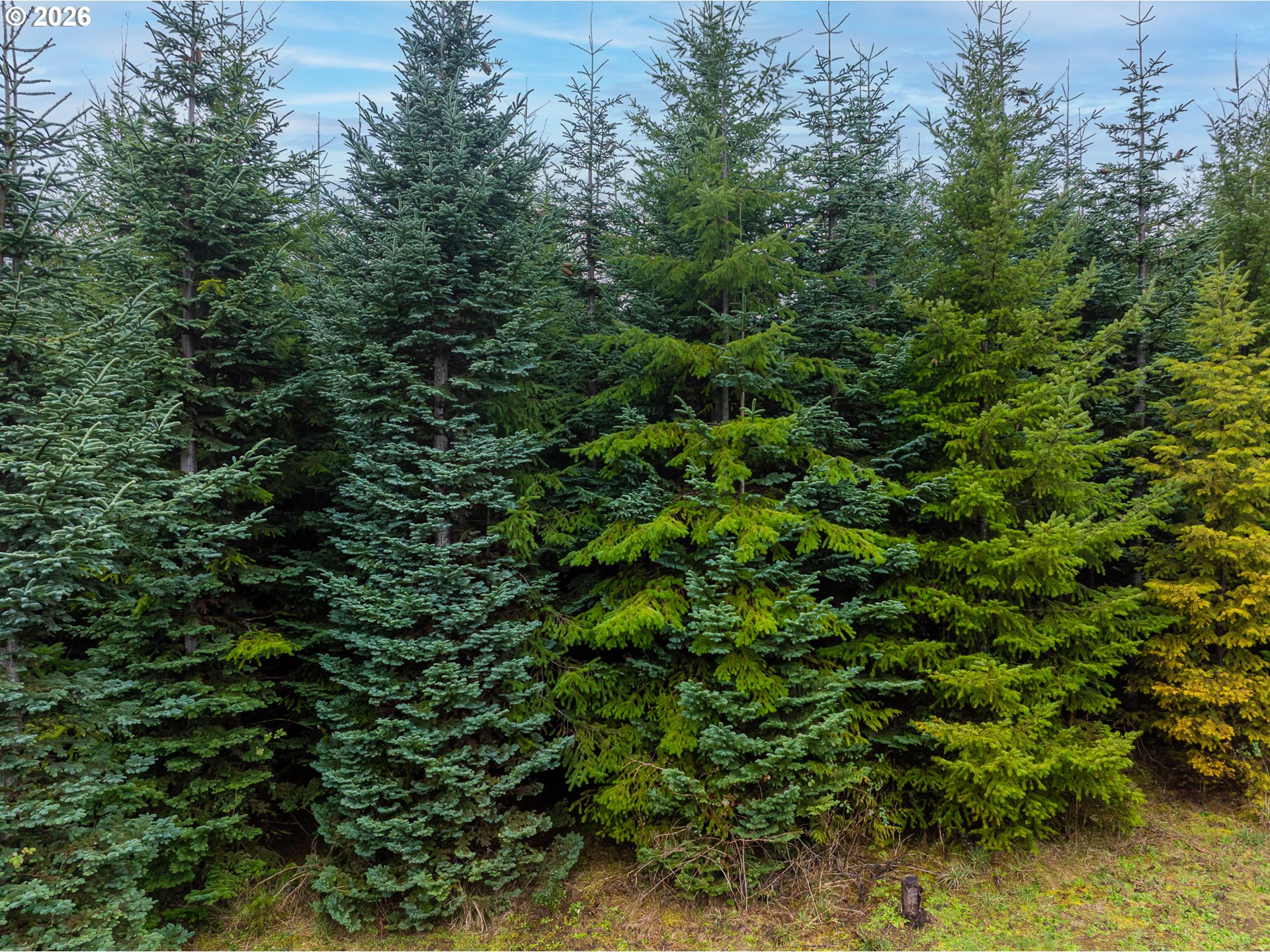 76382 Delena Mayger Road Rainier, OR 97048 - Photo 10 of 36 a view of a lush green forest with large trees