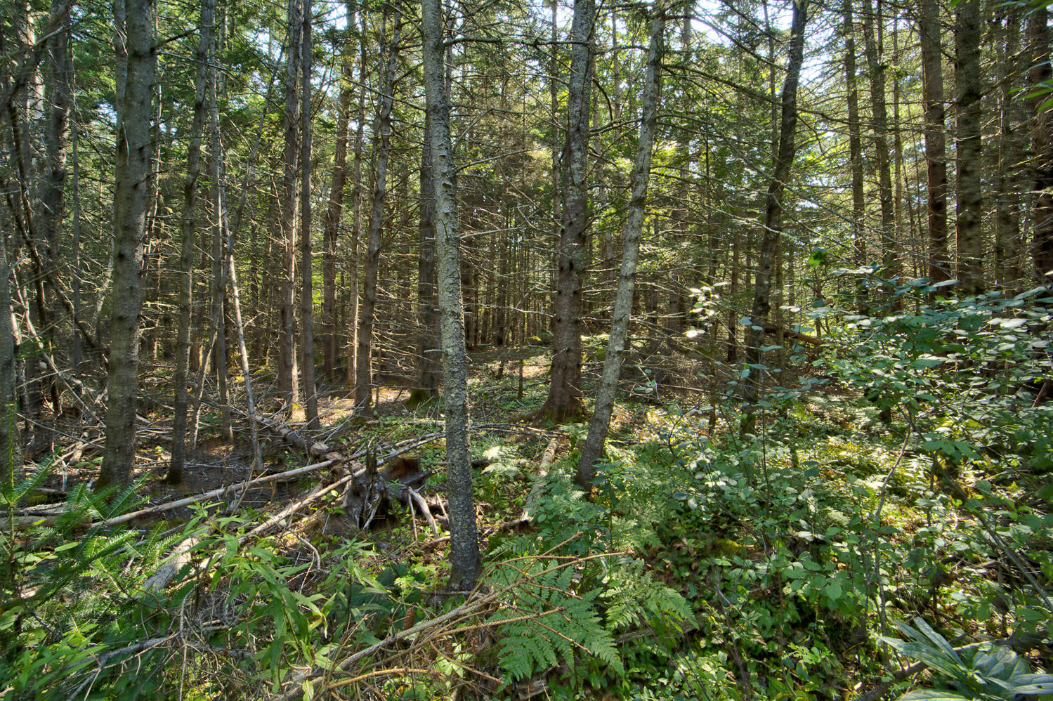 30 Bear Head Road Sedgwick, ME 04676 - Photo 11 of 15 Bear Head Land 12