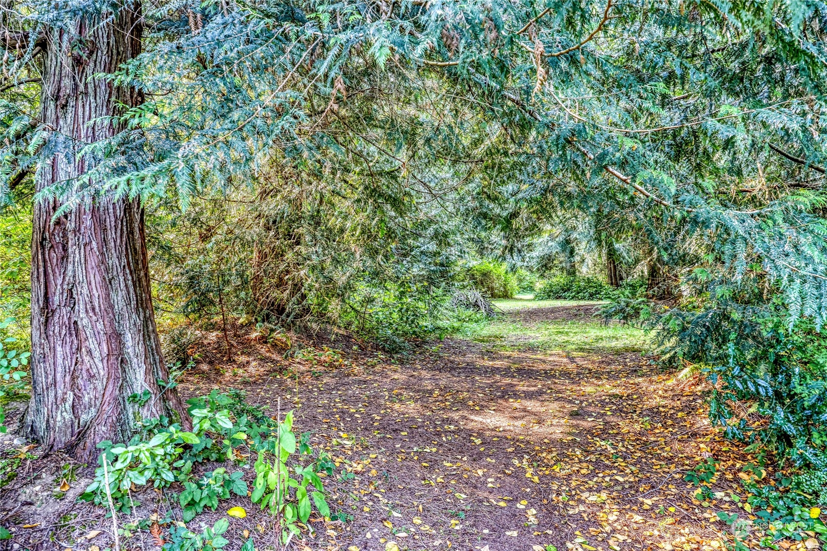 5701 Northeast Gunderson Road Poulsbo, WA 98370 - Photo 23 of 40 a view of a yard with plants and large trees
