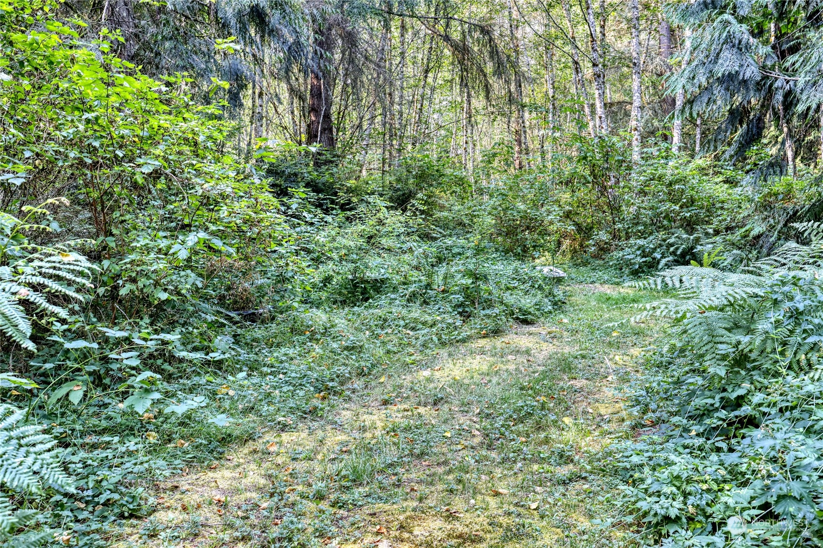5701 Northeast Gunderson Road Poulsbo, WA 98370 - Photo 40 of 40 a view of a lush green forest