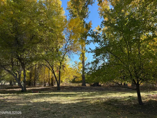 a view of a yard with large trees