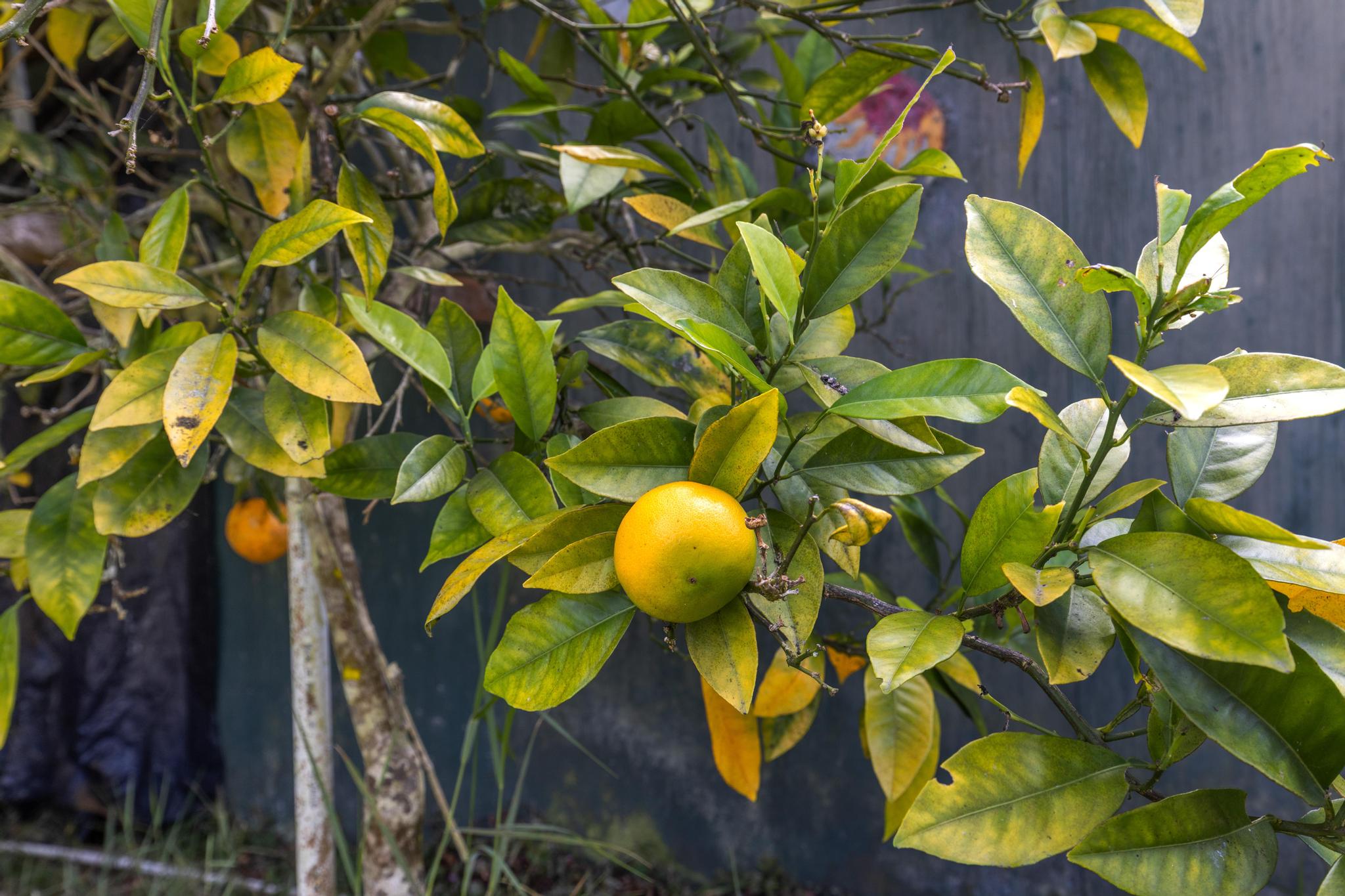 11-3681 Old Volcano Road Volcano, HI 96785 - Photo 10 of 26 a bathroom with a mirror