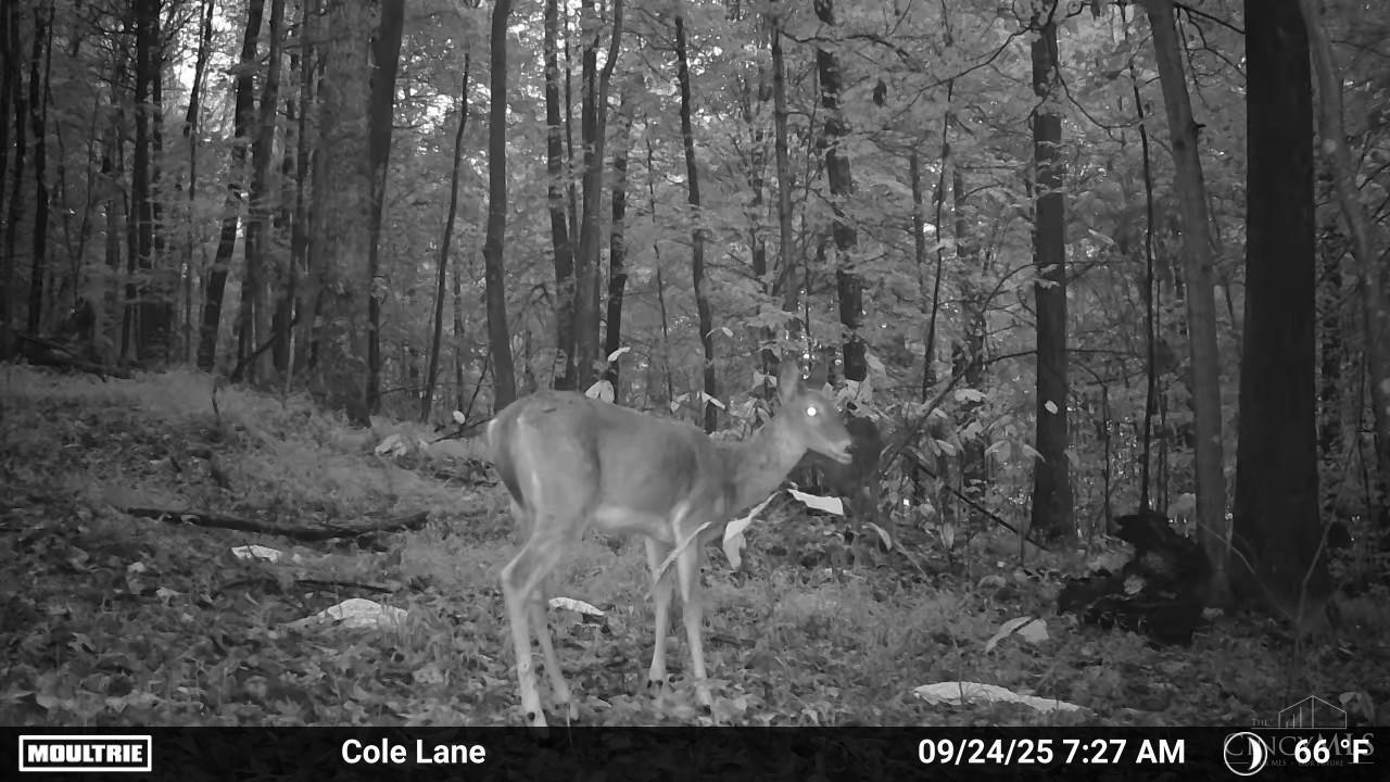4655 Grassy Fork Road Peebles, OH 45660 - Photo 7 of 30