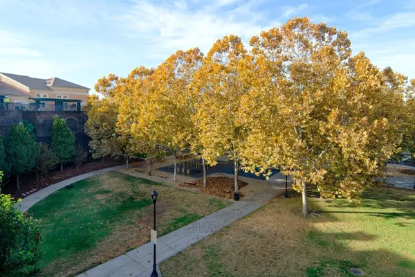 a view of a yard with a tree