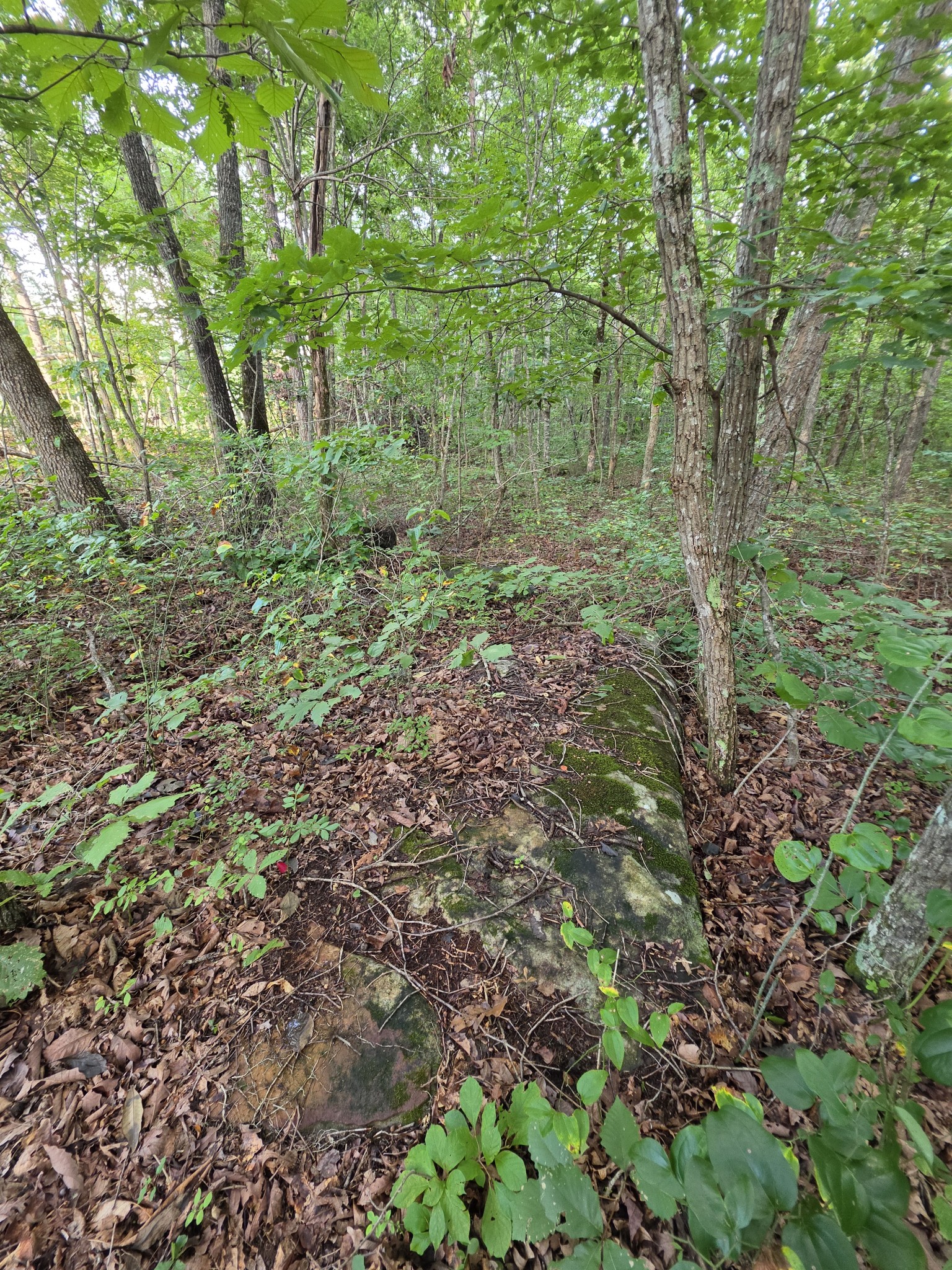 18 Meyers Road Altamont, TN 37301 - Photo 3 of 21 Gallery Image 3