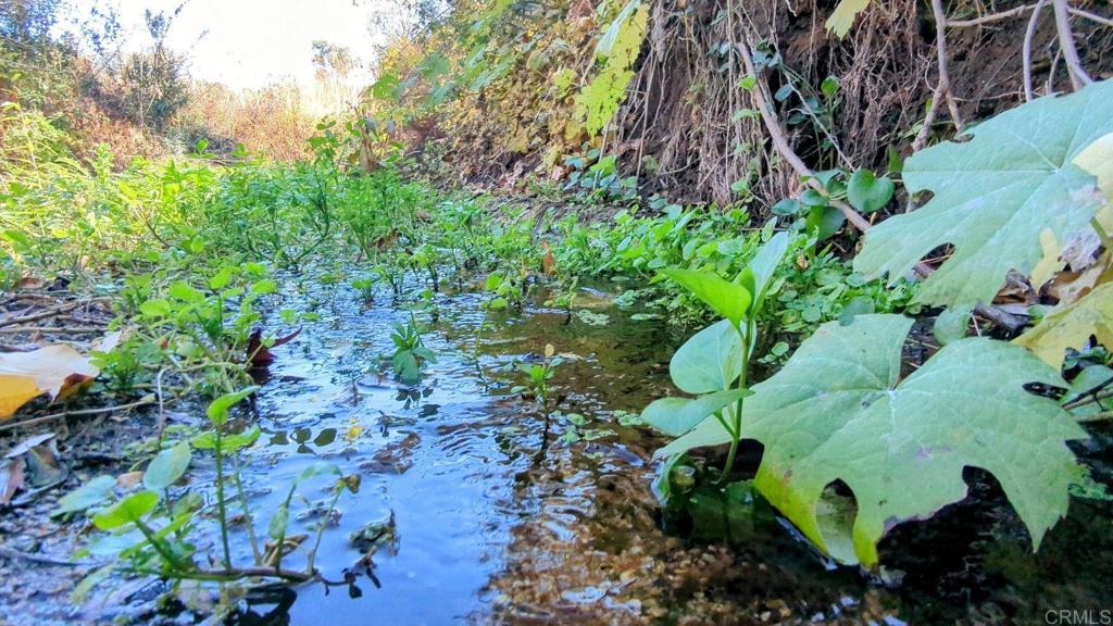 29851 Lilac Road Valley Center, CA 92082 - Photo 15 of 48 a plant that is in a garden