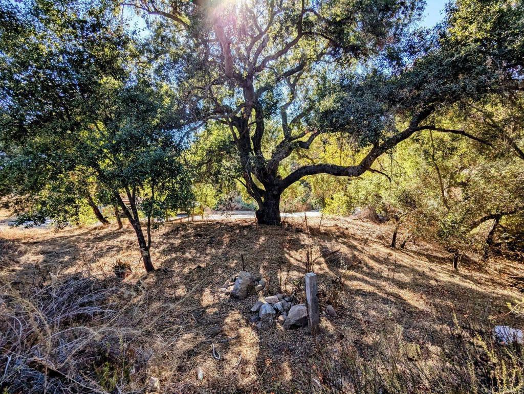 29851 Lilac Road Valley Center, CA 92082 - Photo 20 of 48 a view of a yard with a tree