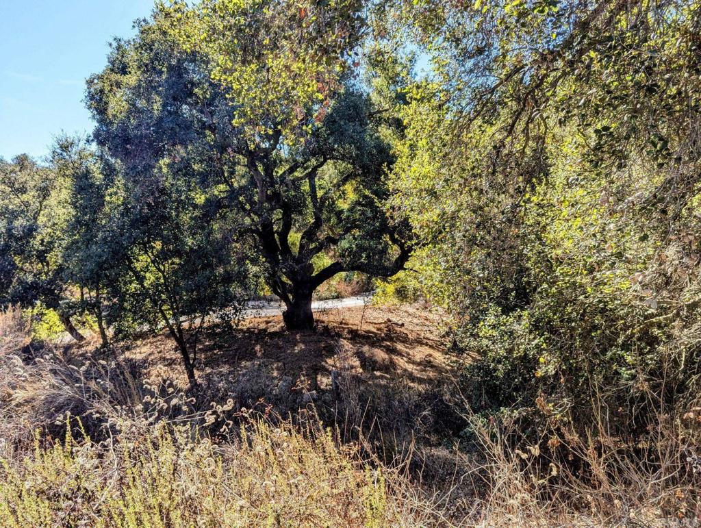 29851 Lilac Road Valley Center, CA 92082 - Photo 21 of 48 a view of a tree in a yard