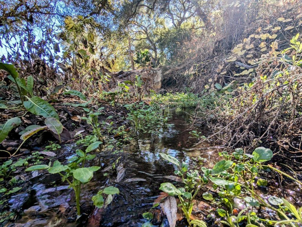29851 Lilac Road Valley Center, CA 92082 - Photo 34 of 48 a plant view in yard