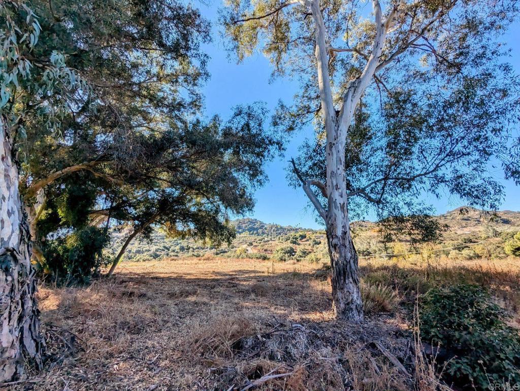 29851 Lilac Road Valley Center, CA 92082 - Photo 40 of 48 a view of a yard with lots of trees