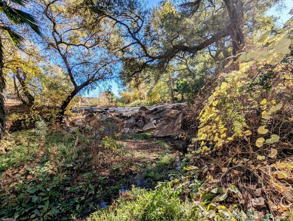 29851 Lilac Road Valley Center, CA 92082 - Photo 4 of 48 a view of a forest filled with trees