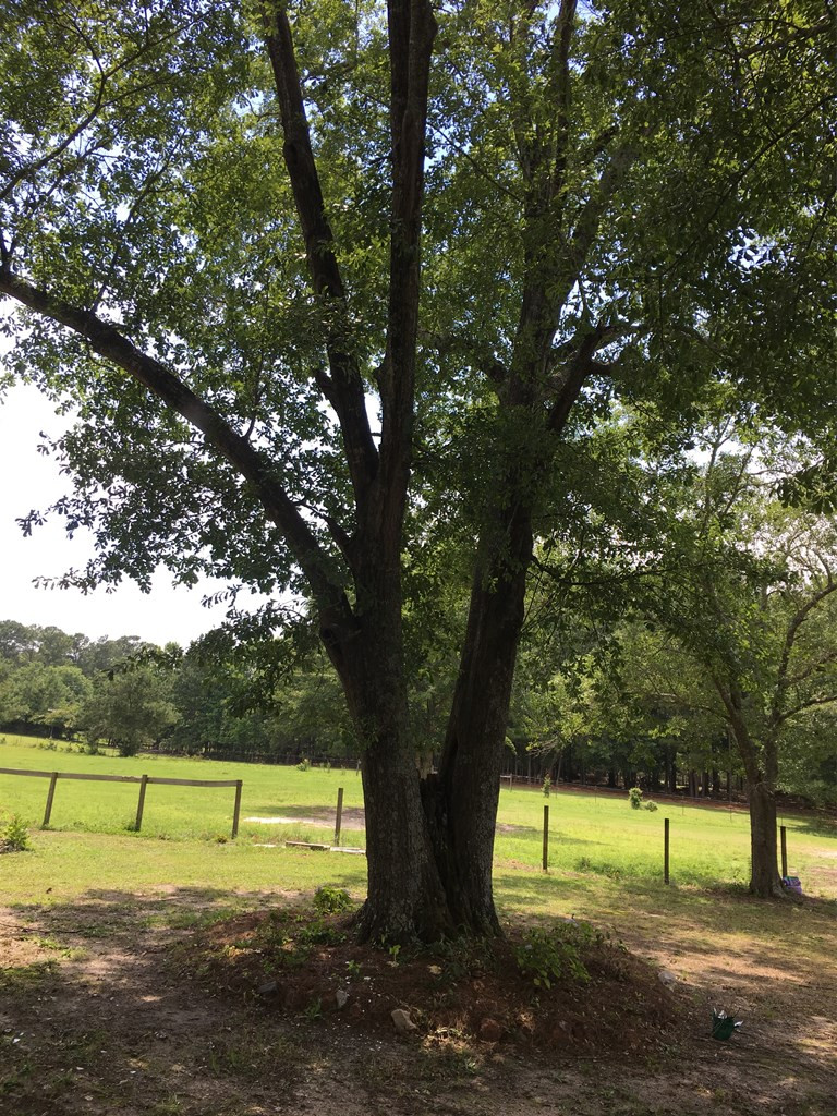 2595 Mesena Road Thomson, GA 30824 - Photo 9 of 25