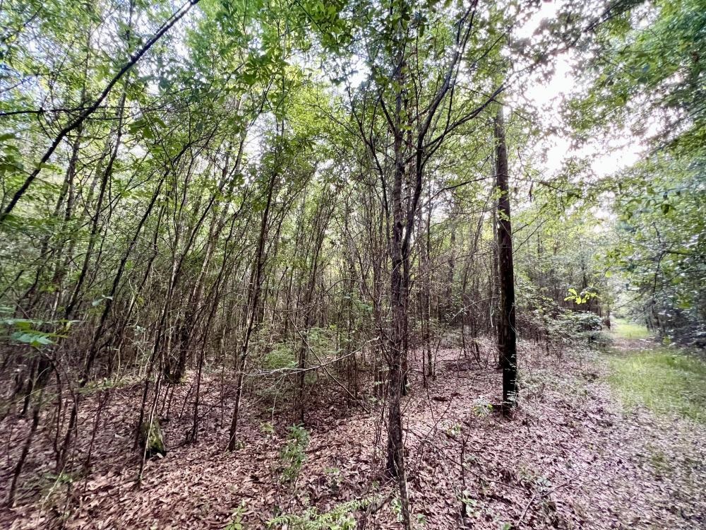 0 Country Road Mount Vernon, AL 36560 - Photo 13 of 15