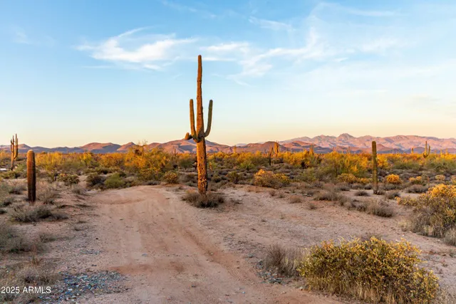 a view of a yard with plants