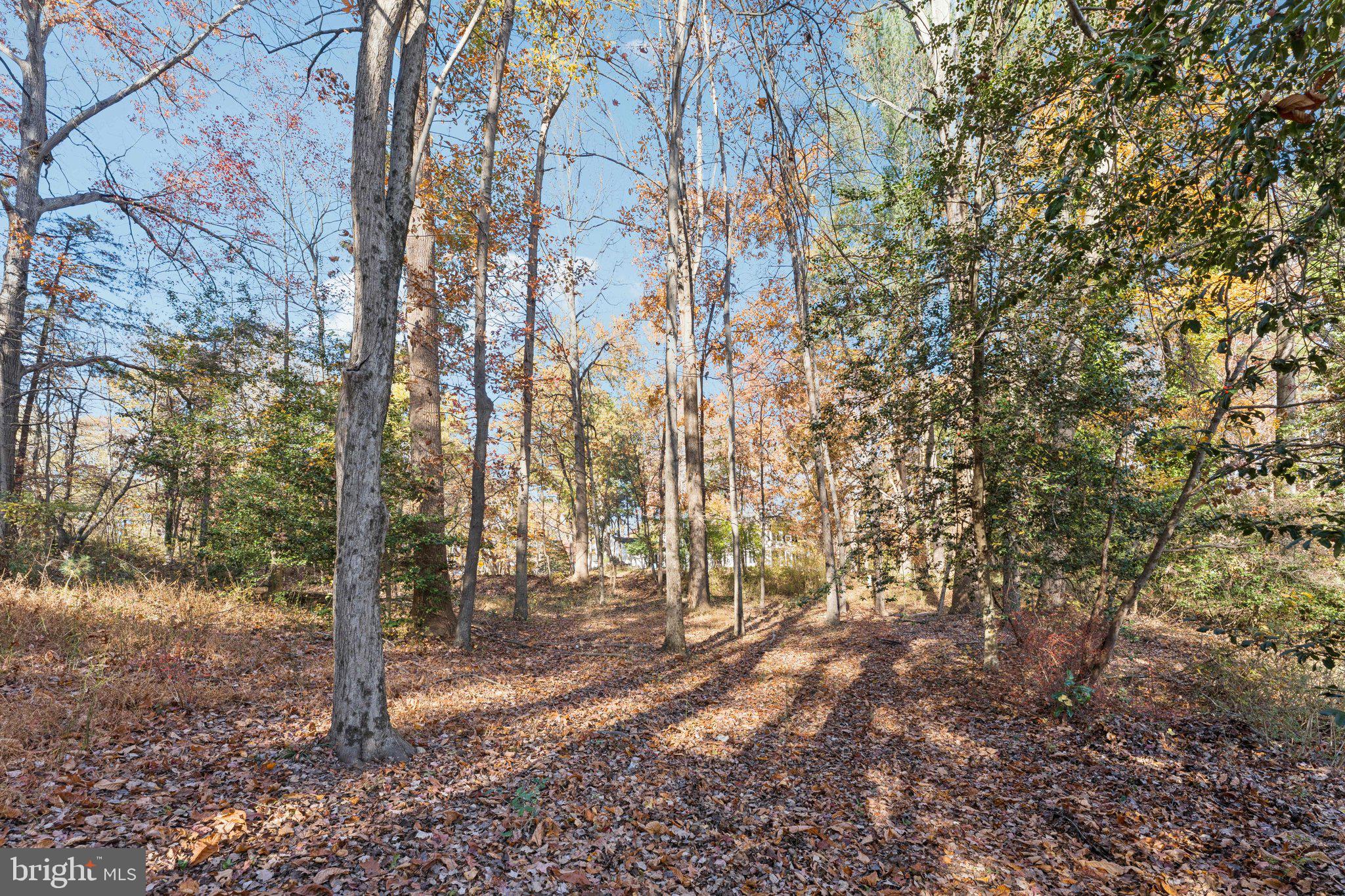 11234 Hunting Horn Lane Reston, VA 20191 - Photo 41 of 44 a view of forest
