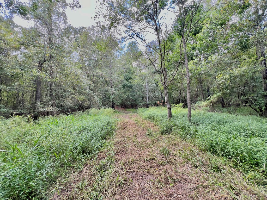 202-acres Columbus Holley Road Samson, AL 36477 - Photo 20 of 50