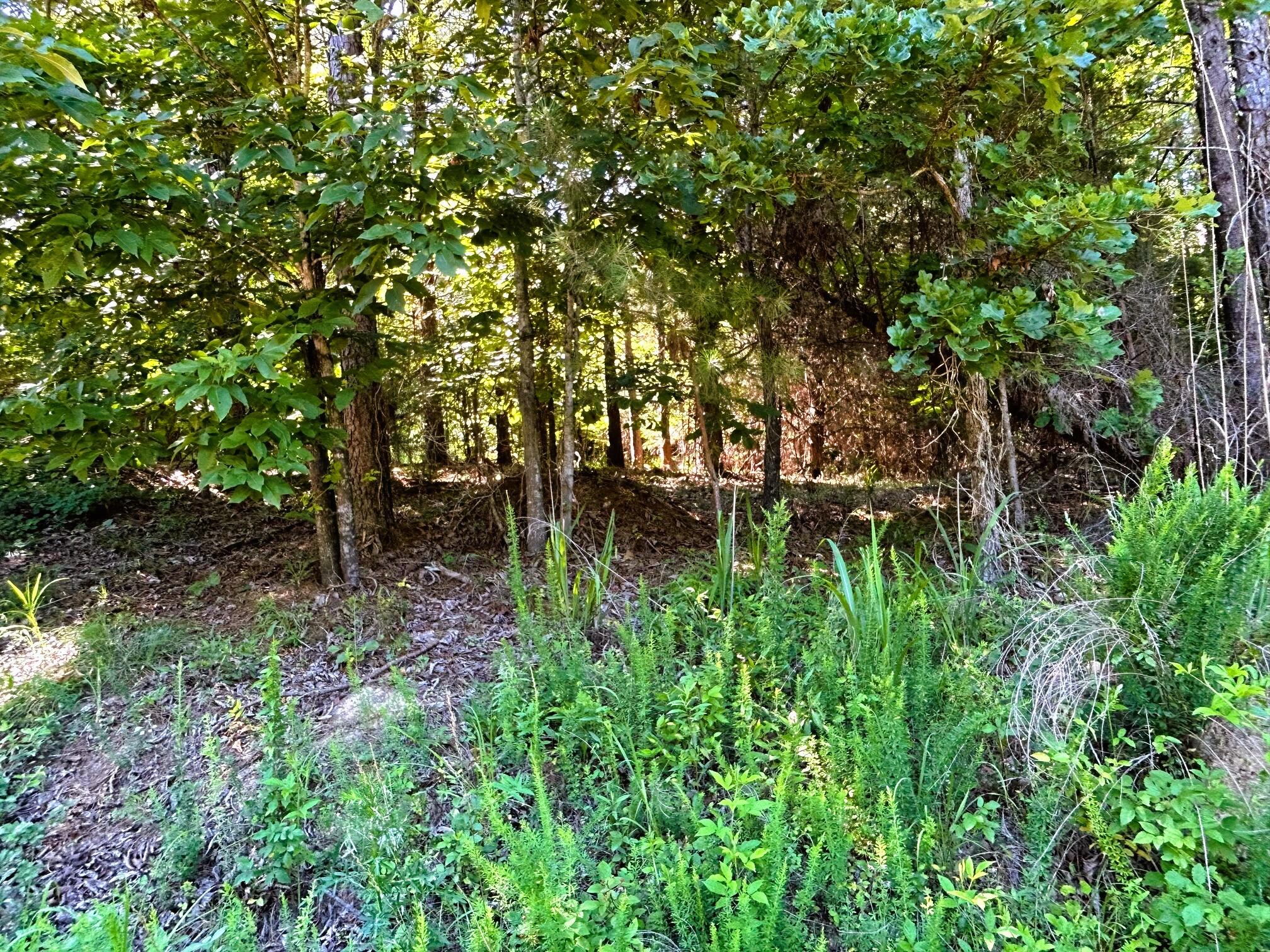 15-c-1a Charles Road Decatur, TN 37322 - Photo 7 of 13 c1a 8