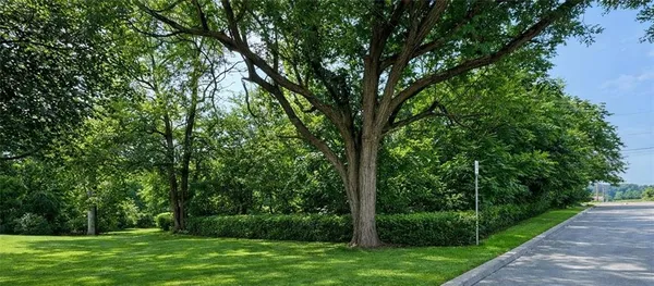 a view of a yard with a trees