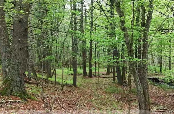 a view of a forest with a tree