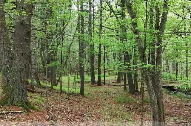 a view of a forest with a tree