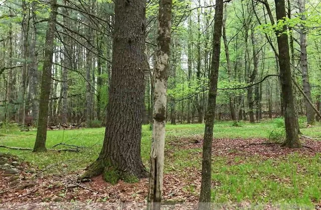 a view of a trees in a yard
