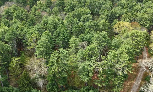 a view of a lush green forest