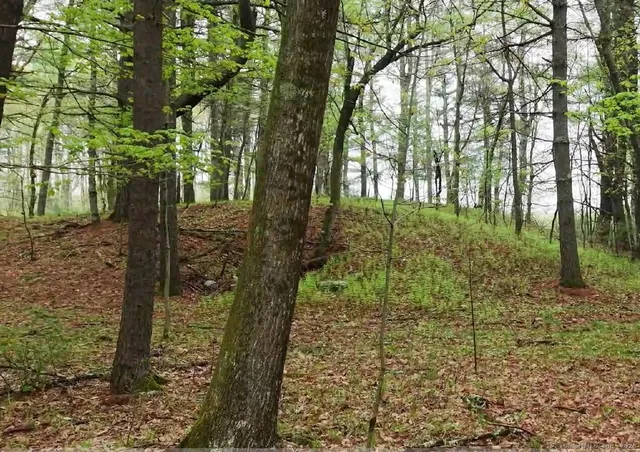 a view of a forest with a tree
