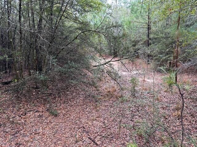 0 Pennington Road Crestview, FL 32539 - Photo 2 of 7 IMG_7376