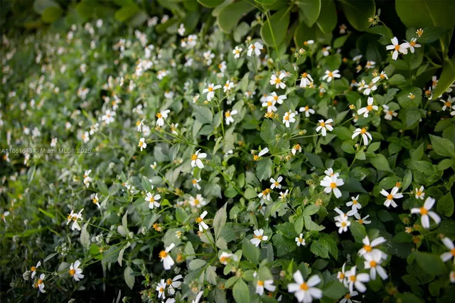 a view of banana tree