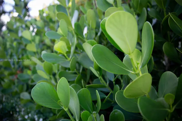 a view of a patio with chairs potted plants with a garden