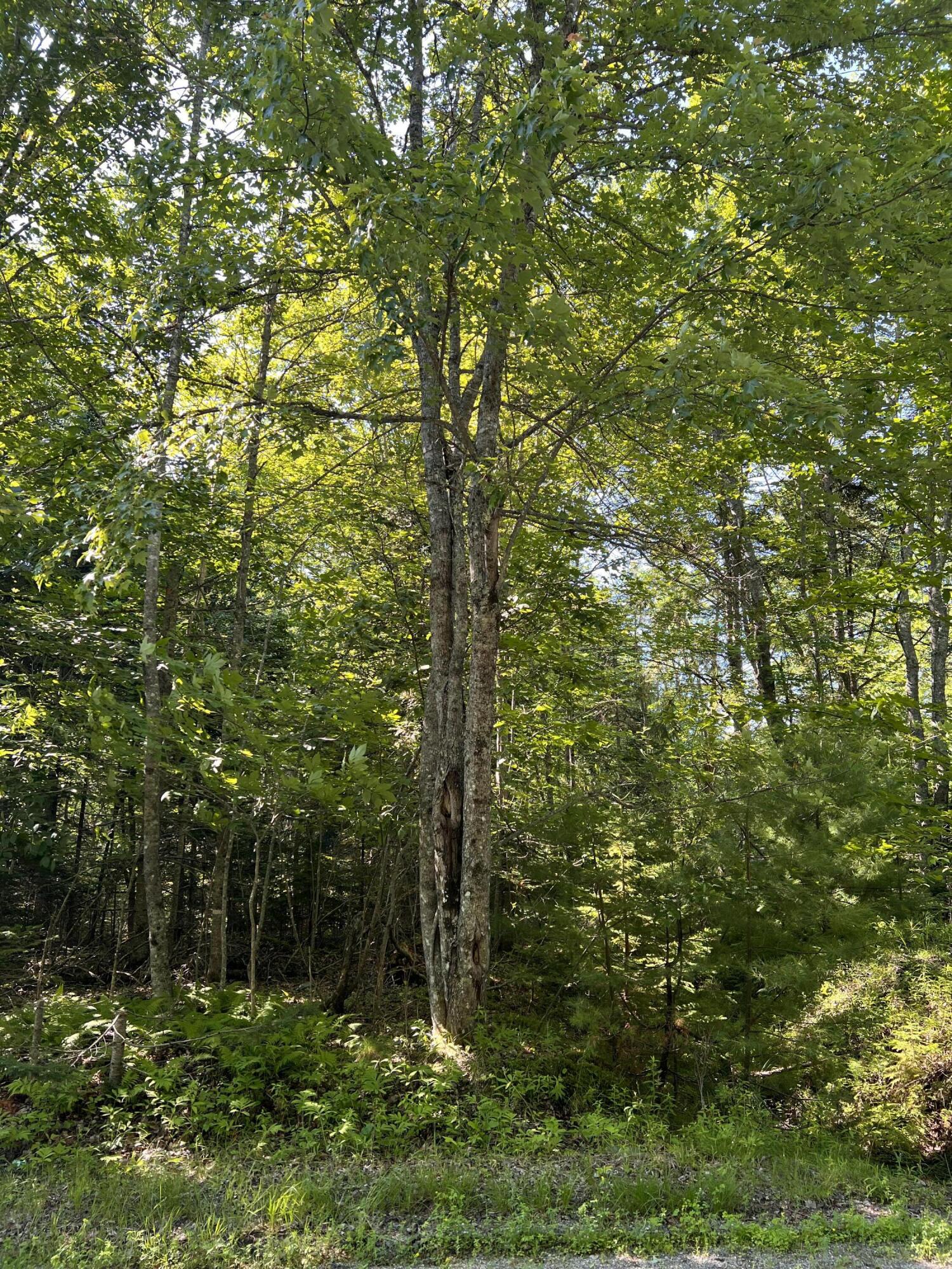 Tbd Needle's Eye Road Lamoine, ME 04605 - Photo 3 of 5 photo 3