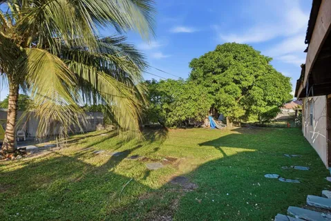 a view of a yard with a palm tree