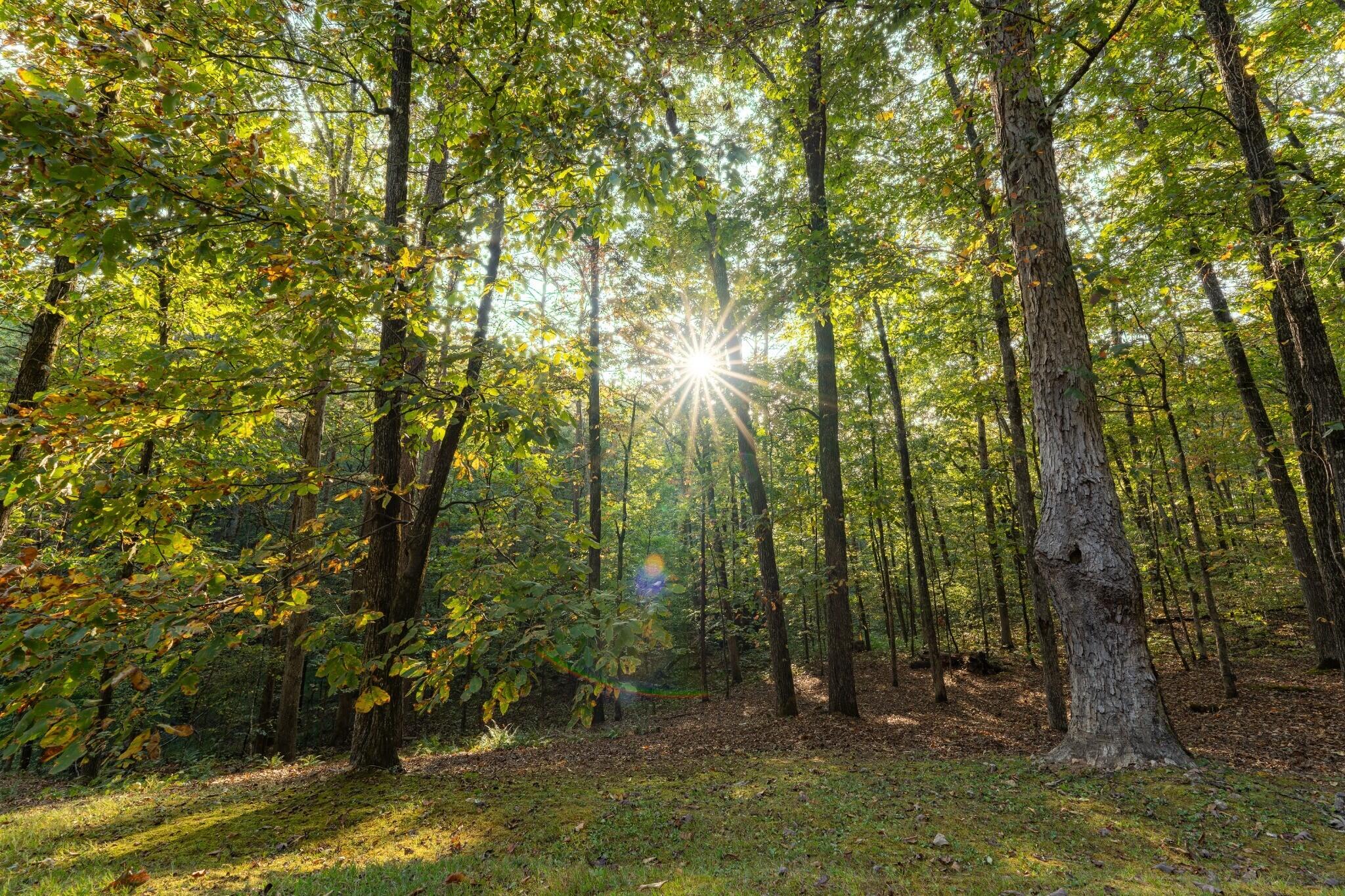 3197 Lower River Road Northwest Georgetown, TN 37336 - Photo 21 of 24 WoodsMorningSun_MLS