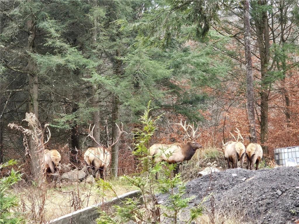 113 Elk Bugle Road Weedville, PA 15868 - Photo 37 of 39
