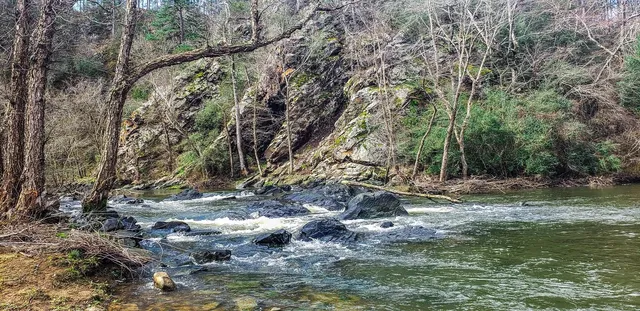 a view of a forest with trees