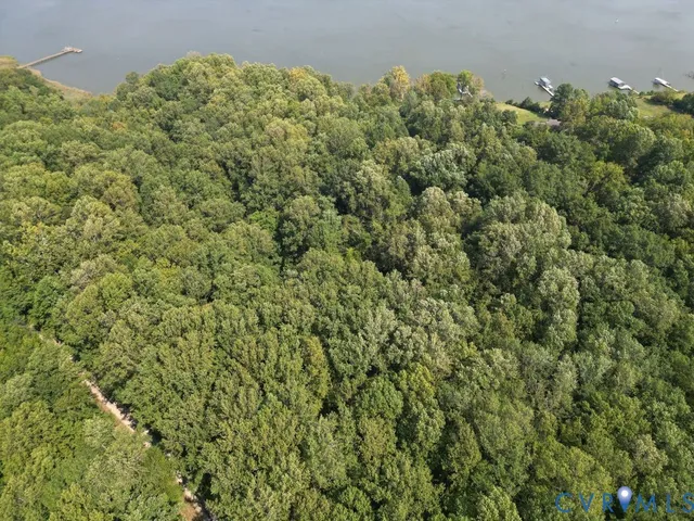 a view of a large yard with plants and large trees