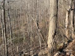 528 Early Deitz Road Sylva, NC 28779 - Photo 3 of 9 a close view of shower curtain