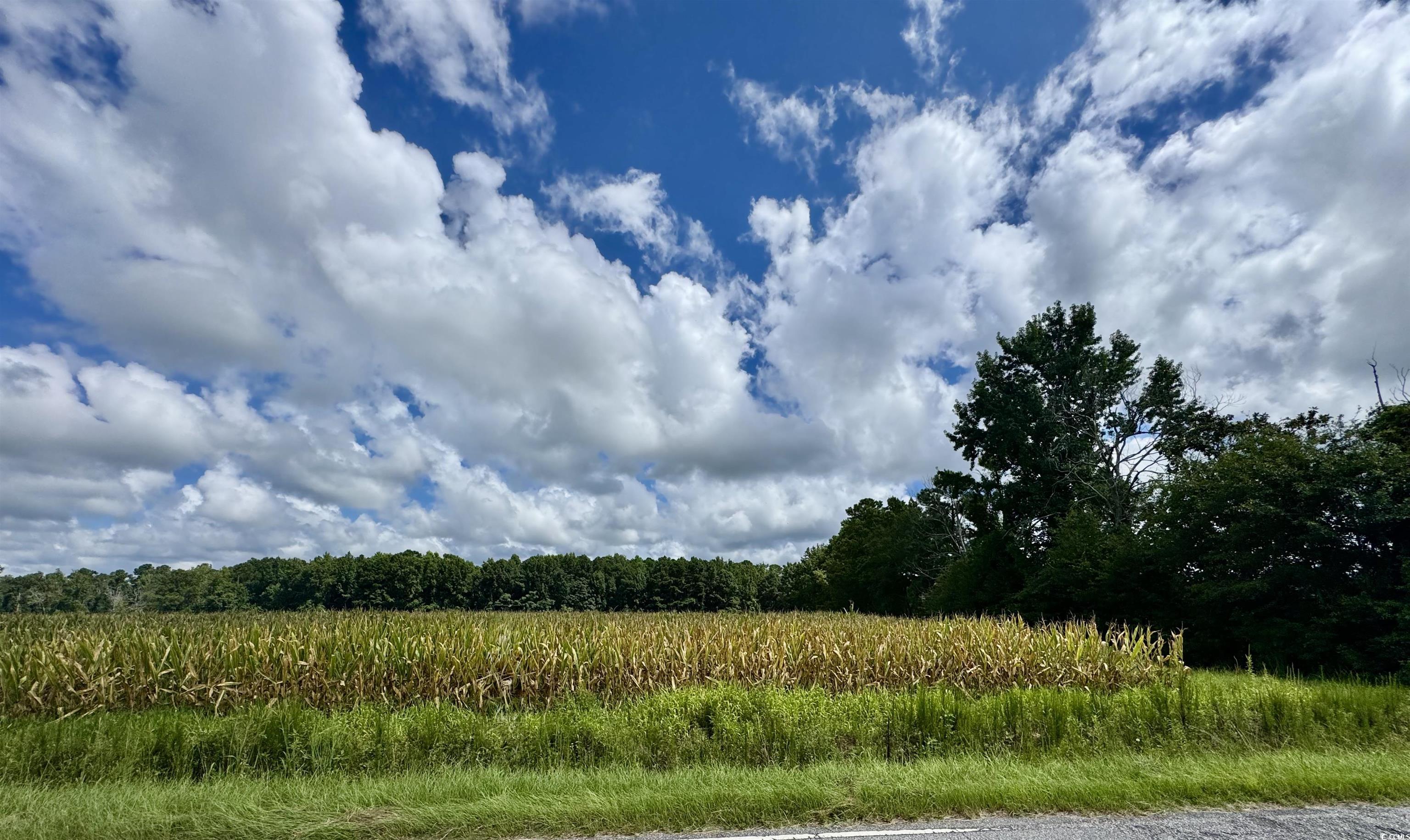 Tbd Pearl Road Galivants Ferry, SC 29544 - Photo 1 of 3 View of woods