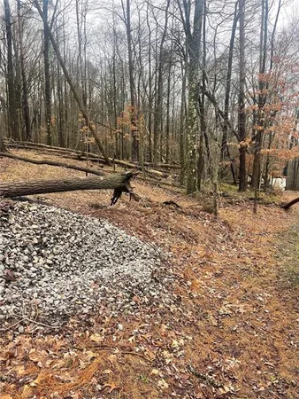 a view of a tree with back yard