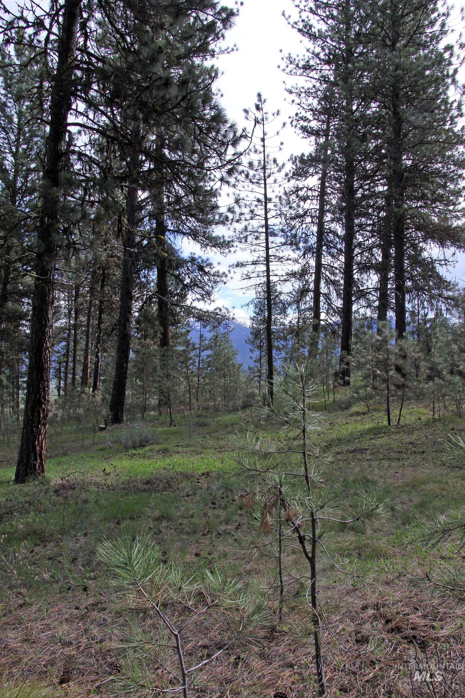 Lot 6 Hot Springs Road New Meadows, ID 83654 - Photo 6 of 11