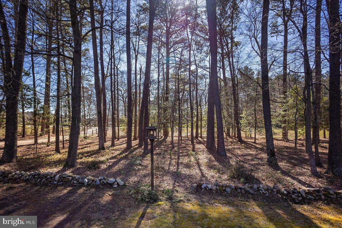 5256 Williamsburg Road Federalsburg, MD 21632 - Photo 22 of 27 wooded lot